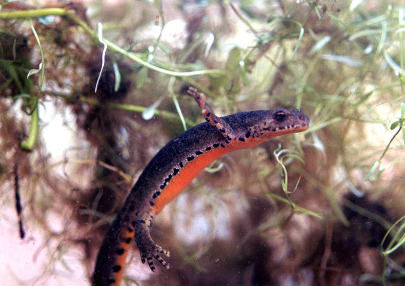 Triturus marmoratus e pygmaeus